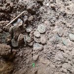 Древний клад редких римских монет нашел барсук